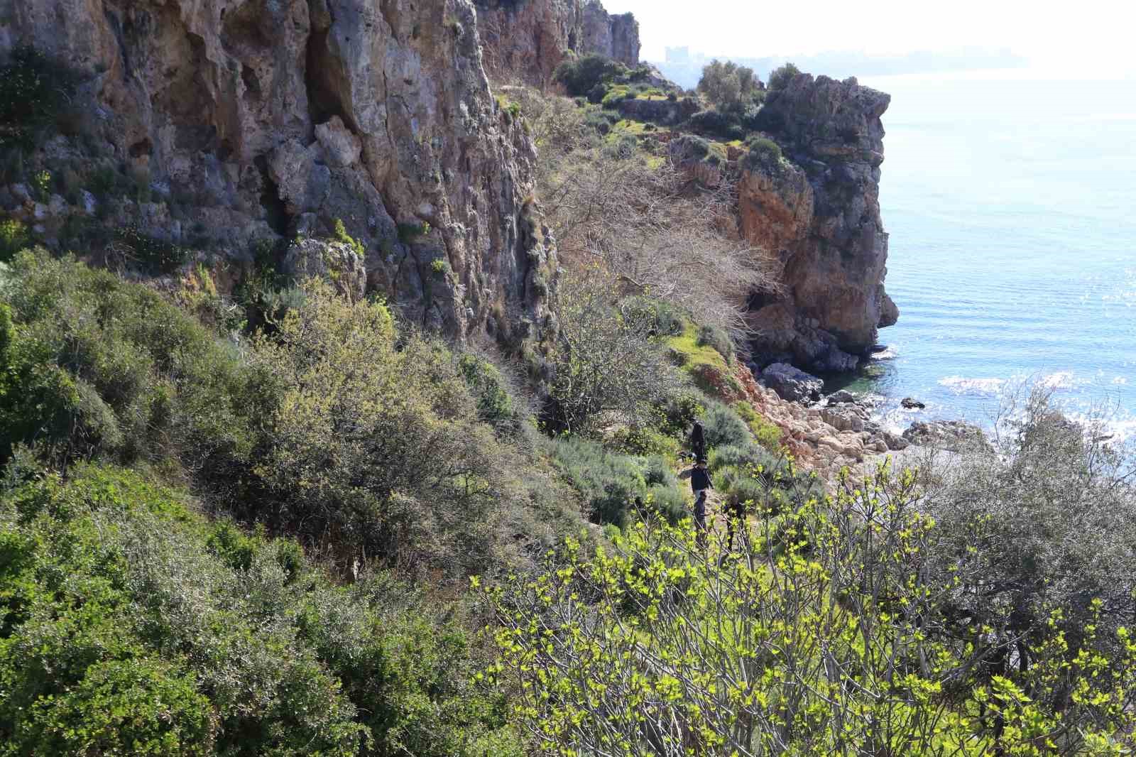 İncir ağacı hayatını kurtardı:  Falezlerde 20 metre yükseklikten düşen adam yaralandı
