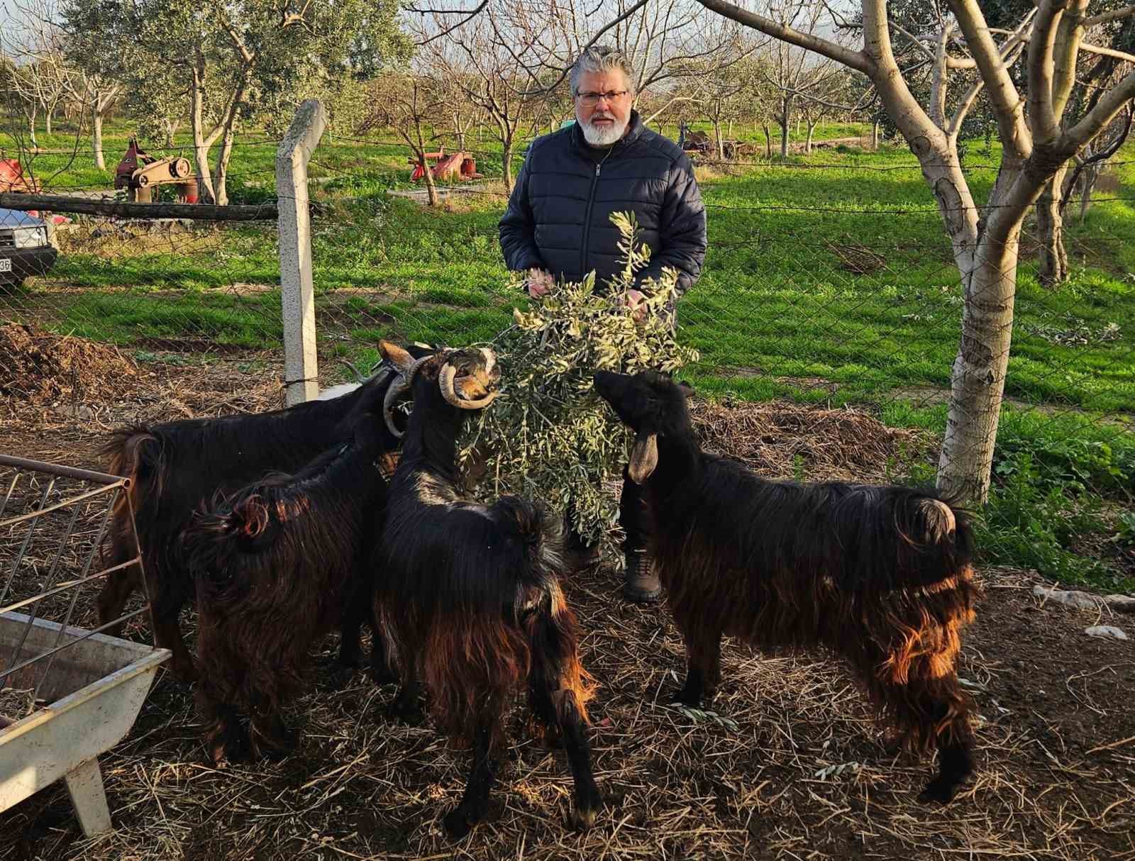 İncir ve Zeytin Bilimsel Araştırmalar Akademisi’nden yeni proje
