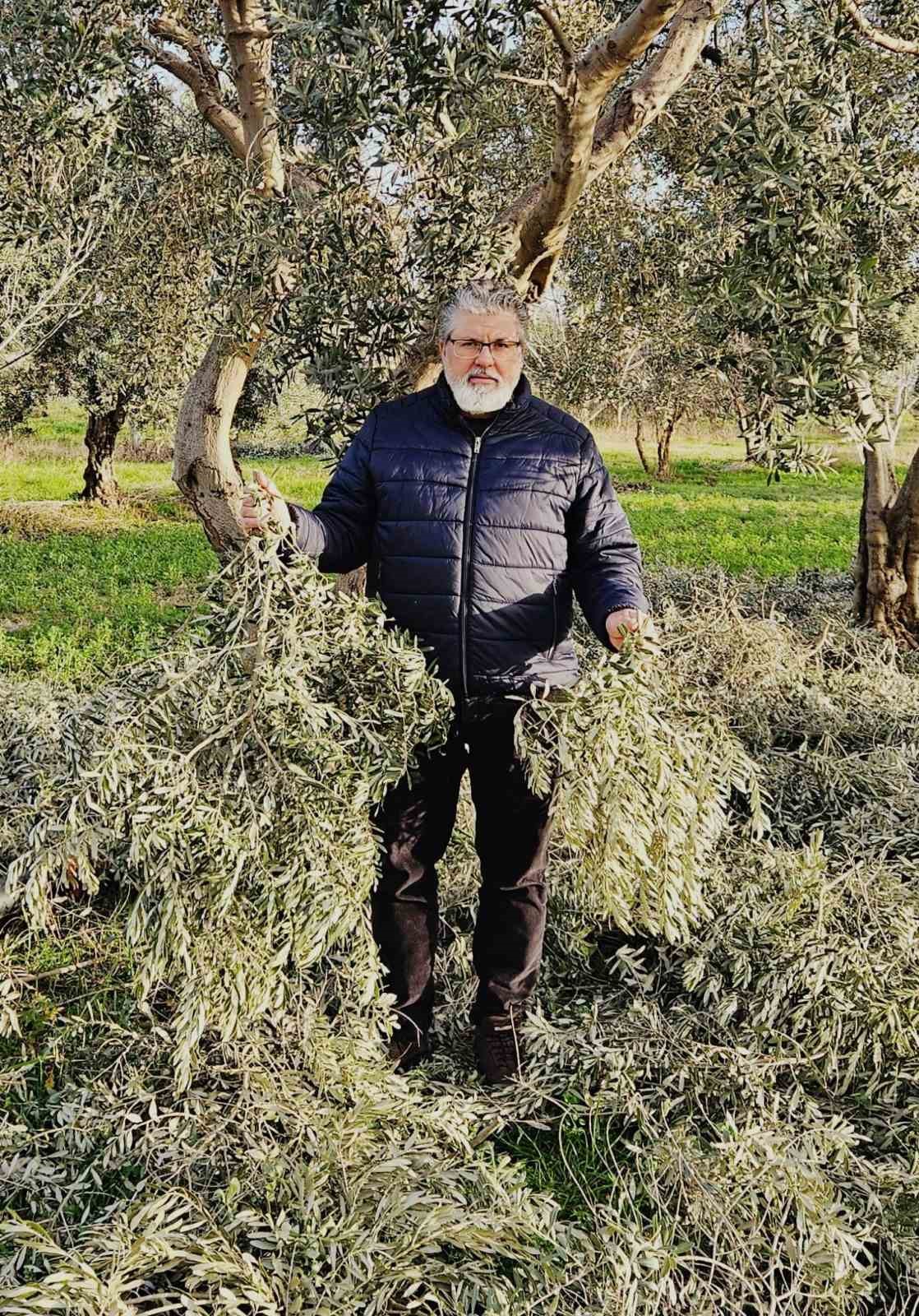 İncir ve Zeytin Bilimsel Araştırmalar Akademisi’nden yeni proje
