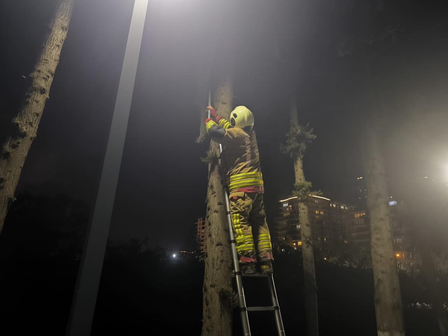 İskenderun’da ağaçta mahsur kalan kediyi itfaiye kurtardı
