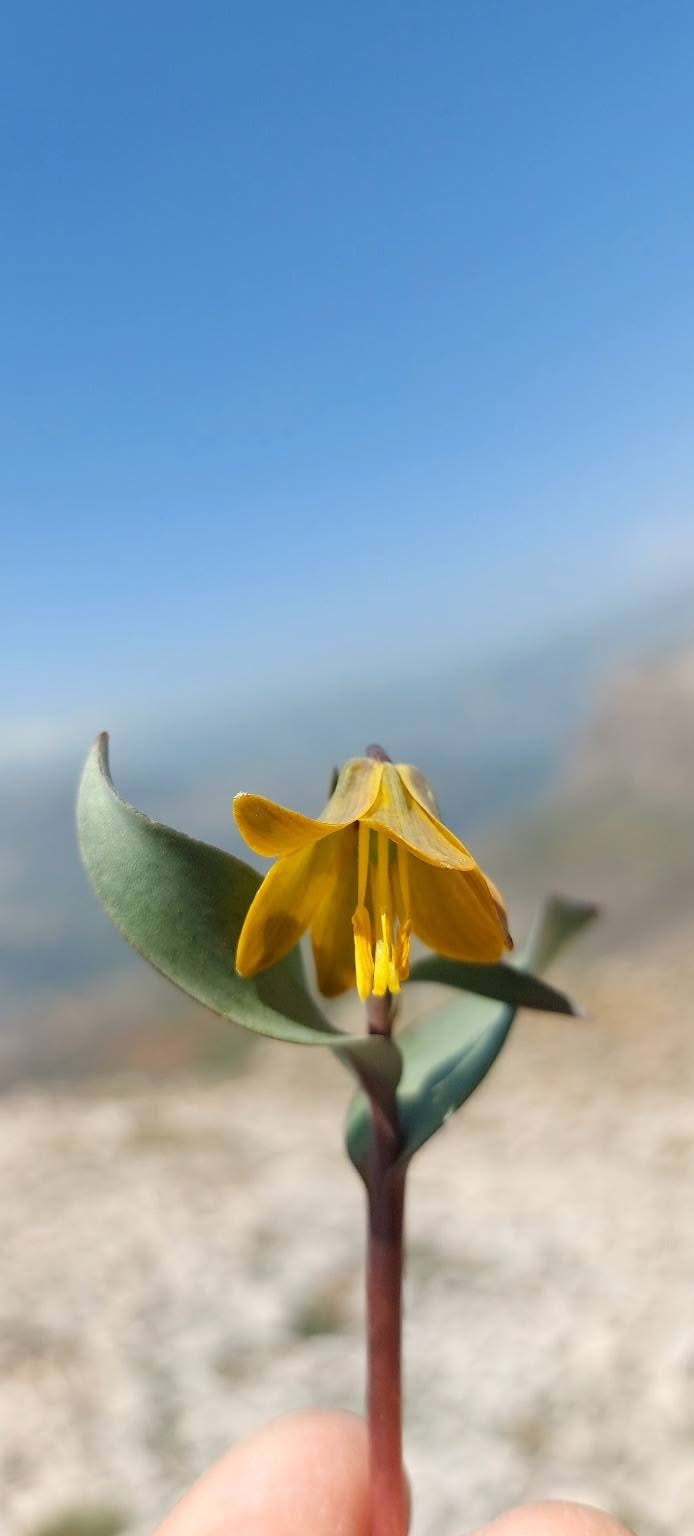 İsmini keşfedildiği ilçeden alıyor: Ender görülen Çermik ters lalesi çiçek açtı
