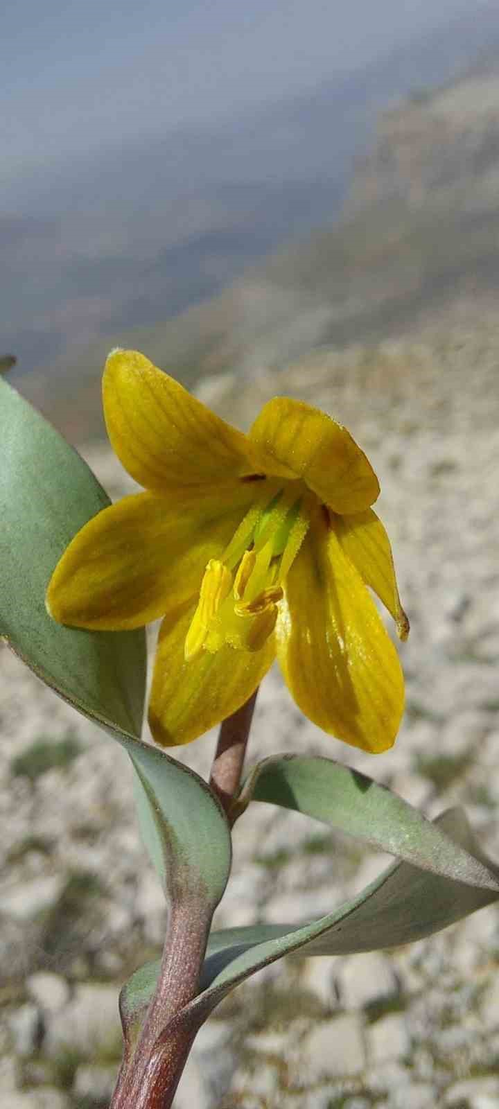 İsmini keşfedildiği ilçeden alıyor: Ender görülen Çermik ters lalesi çiçek açtı
