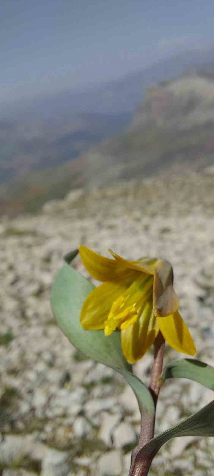 İsmini keşfedildiği ilçeden alıyor: Ender görülen Çermik ters lalesi çiçek açtı
