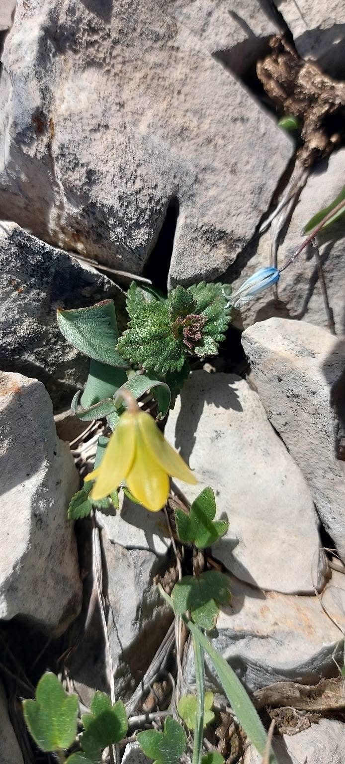 İsmini keşfedildiği ilçeden alıyor: Ender görülen Çermik ters lalesi çiçek açtı
