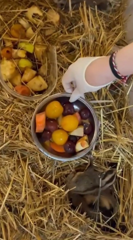 Isparta’da 33 şeker planörü ve 2 Arap tavşanı ele geçirildi
