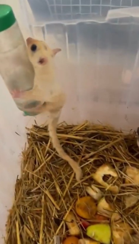 Isparta’da 33 şeker planörü ve 2 Arap tavşanı ele geçirildi
