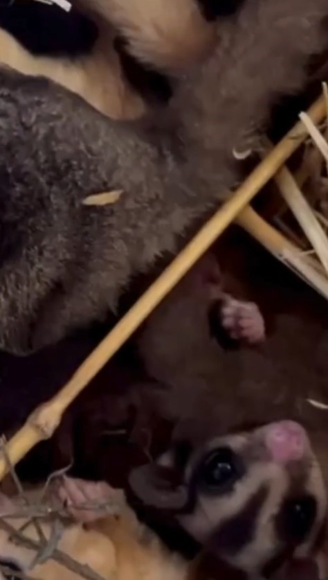 Isparta’da 33 şeker planörü ve 2 Arap tavşanı ele geçirildi
