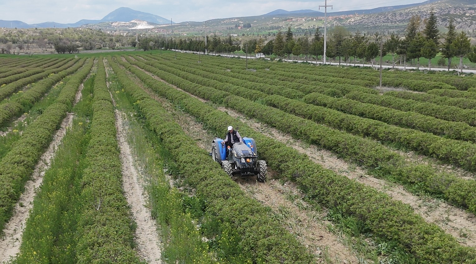 Isparta’da gül hasadı öncesi umutlar arttı: 13 bin ton rekolte bekleniyor
