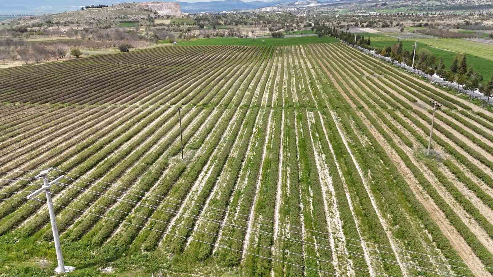 Isparta’da gül hasadı öncesi umutlar arttı: 13 bin ton rekolte bekleniyor

