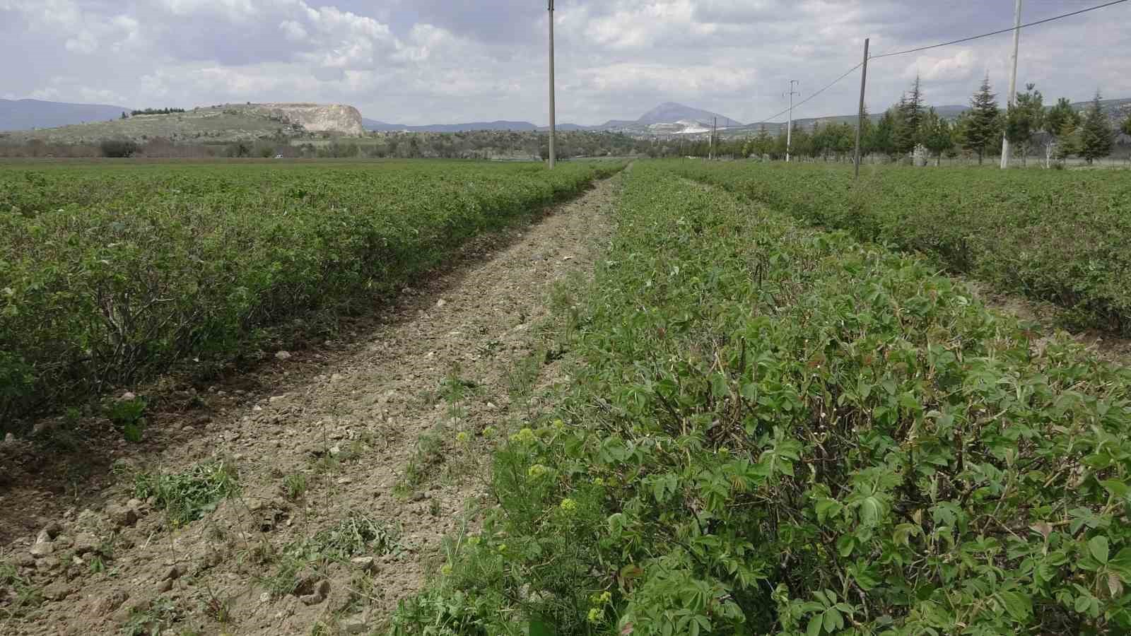 Isparta’da gül hasadı öncesi umutlar arttı: 13 bin ton rekolte bekleniyor
