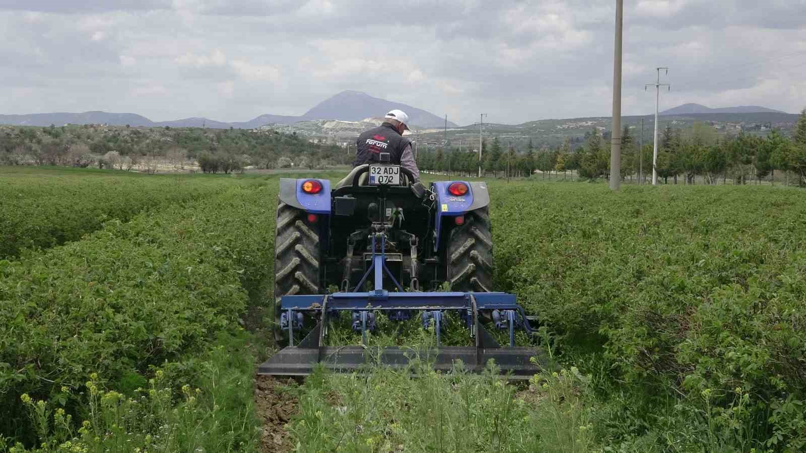 Isparta’da gül hasadı öncesi umutlar arttı: 13 bin ton rekolte bekleniyor
