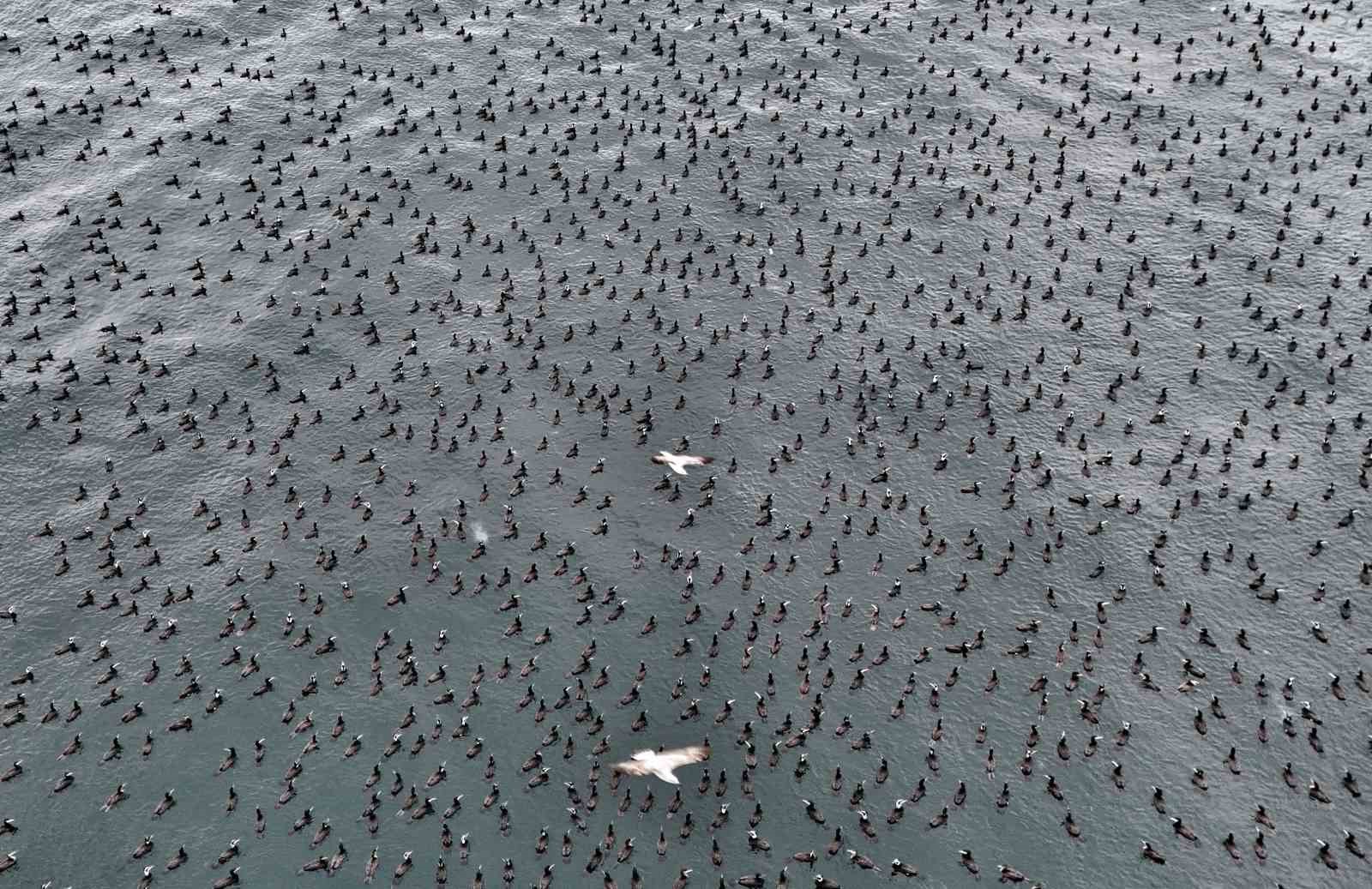 İstanbul’da dondurucu soğuk binlerce kuşu denizde bir araya getirdi
