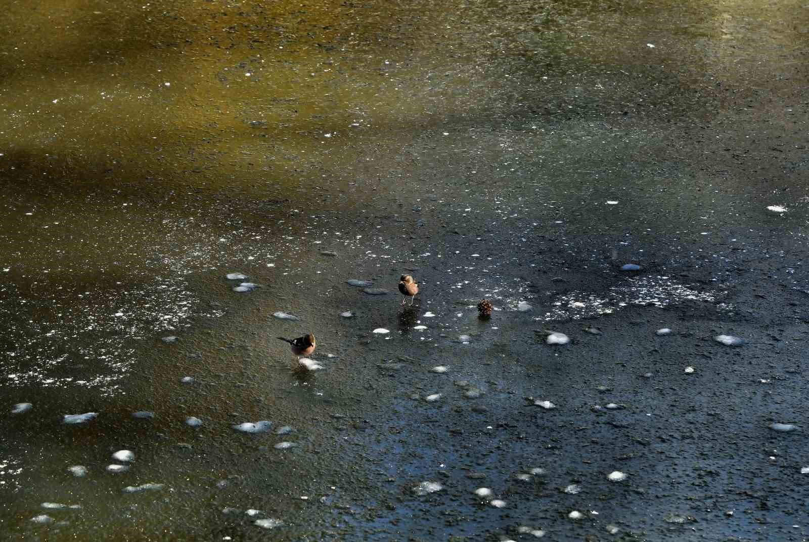 İstanbul’da kar göremeyenler Atatürk Arboretumu’na geldi
