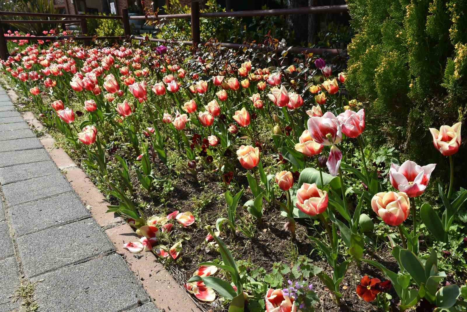 İstanbul’da lale zamanı başladı, Pendik Korusu’nda renk cümbüşü yaşandı

