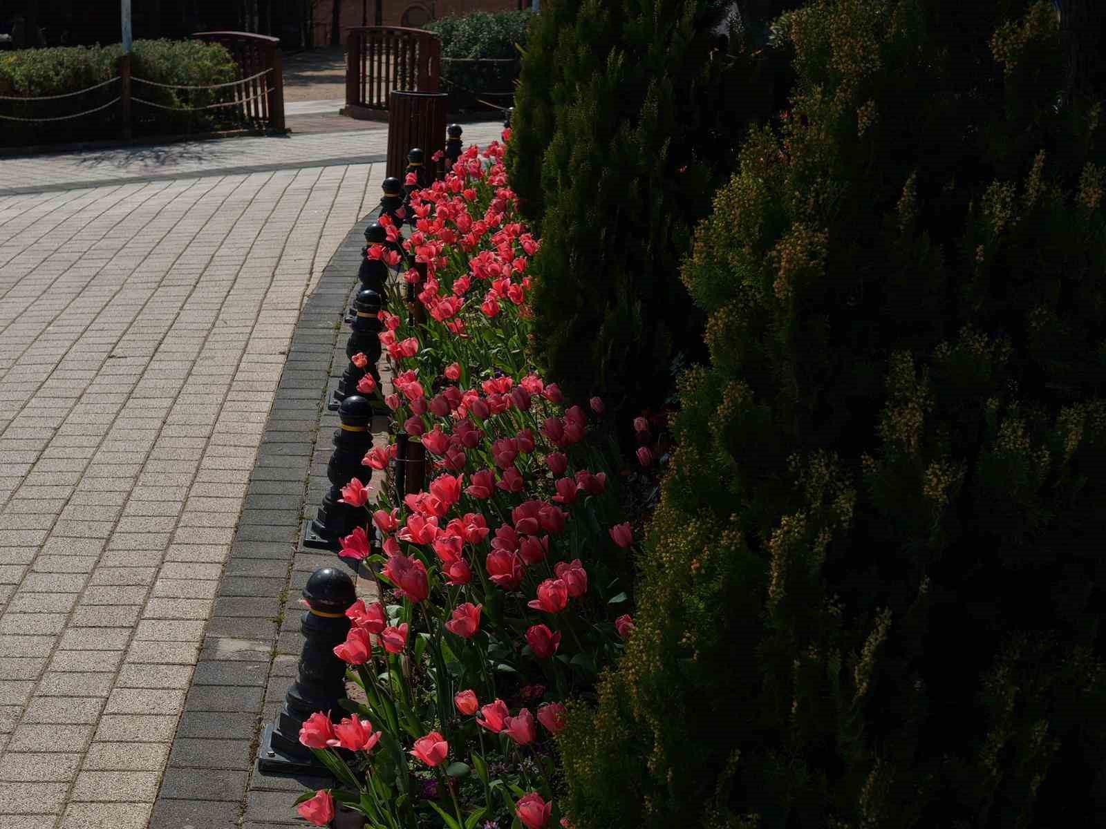 İstanbul’da lale zamanı başladı, Pendik Korusu’nda renk cümbüşü yaşandı
