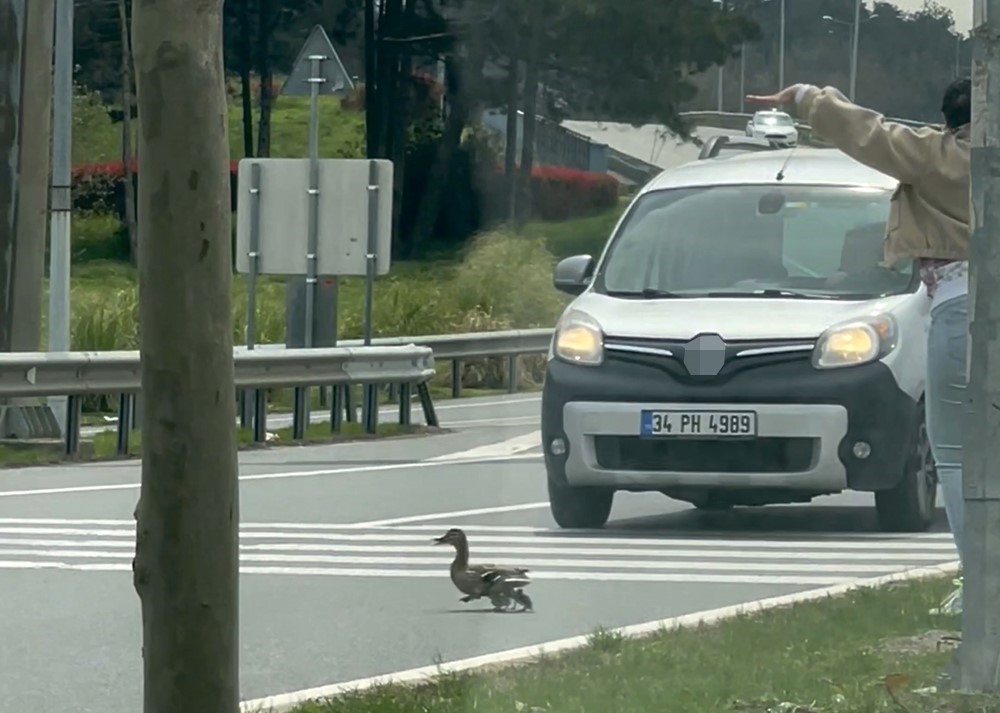 İstanbul’da ördeklerin güvenli geçişi için trafik durduruldu
İstanbul’da ördeklerin güvenli geçişi için trafik durduruldu