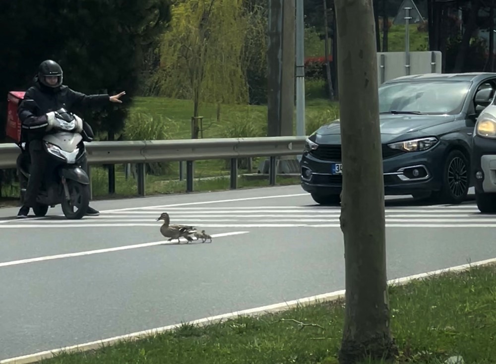 İstanbul’da ördeklerin güvenli geçişi için trafik durduruldu
İstanbul’da ördeklerin güvenli geçişi için trafik durduruldu