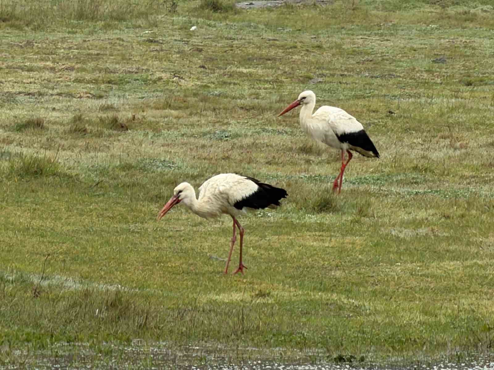 İstanbul’dan her yıl 1 milyon leylek geçiyor

