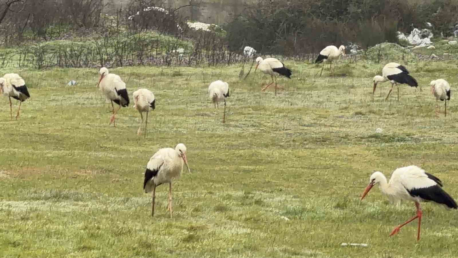 İstanbul’dan her yıl 1 milyon leylek geçiyor
