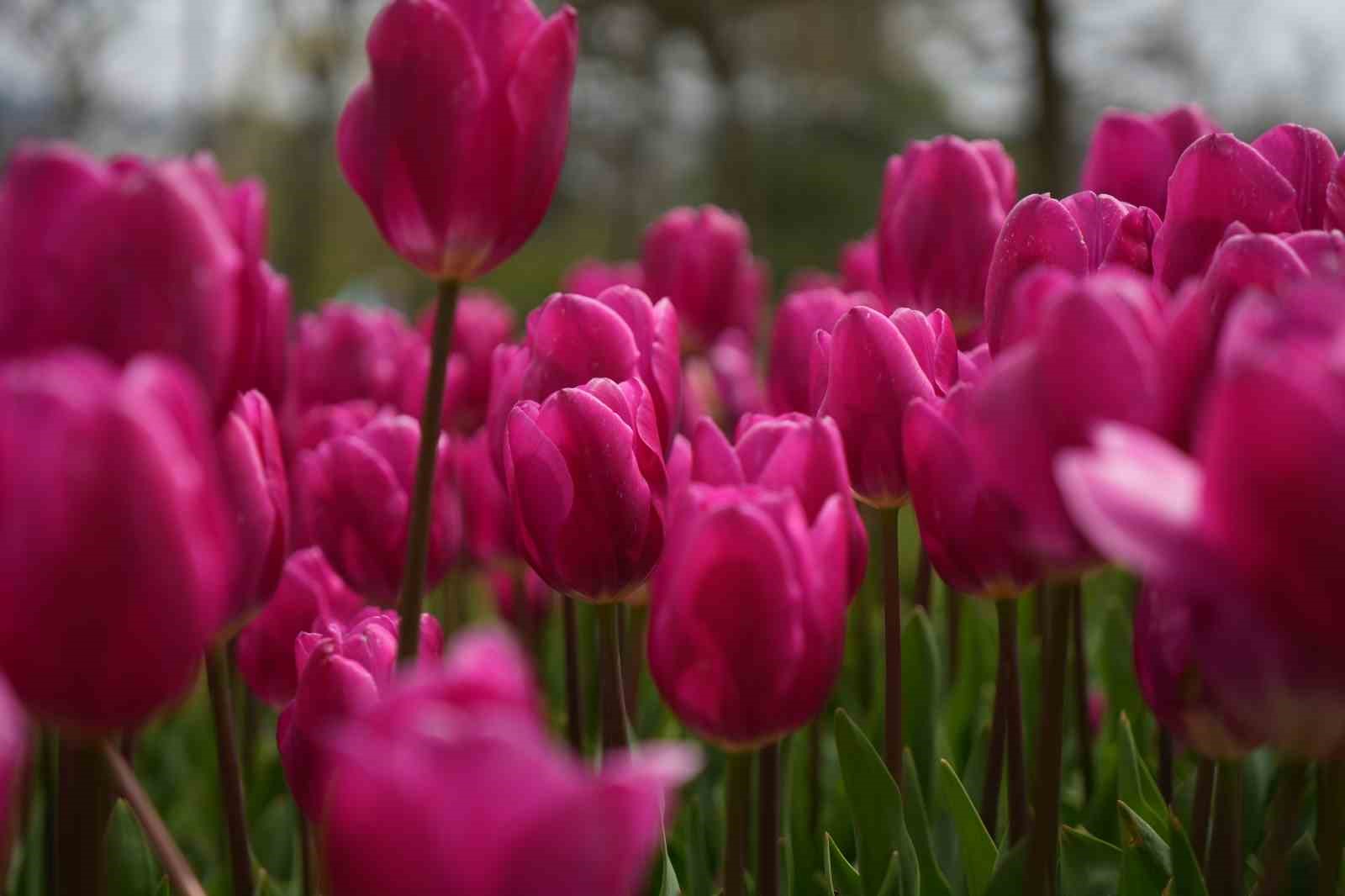 İstanbul’un simgesi laleler şehri yeniden renklendirdi

