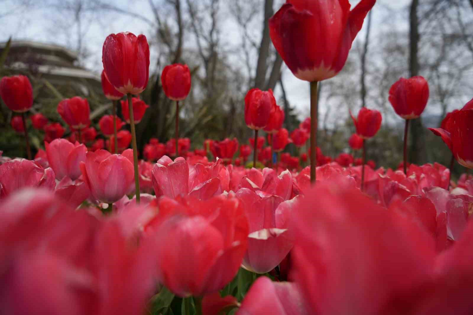 İstanbul’un simgesi laleler şehri yeniden renklendirdi
