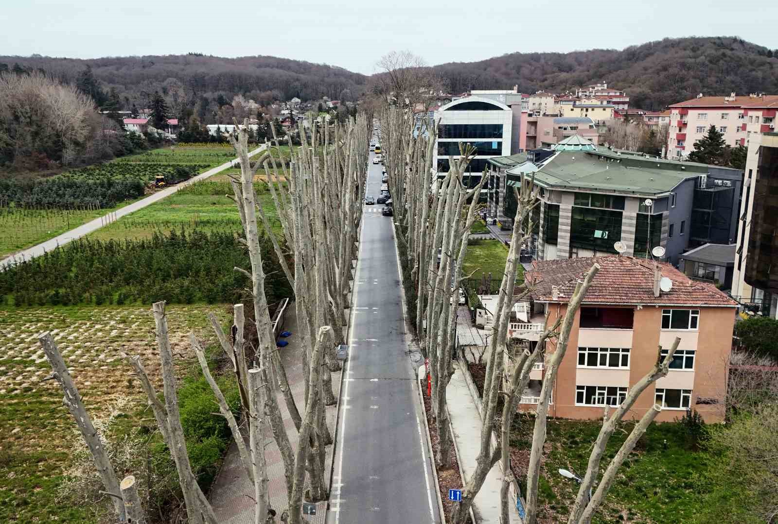 İstanbul’un tarihi çınarlarına budama, tartışma başlattı
İstanbul’un tarihi çınarlarına budama, tartışma başlattı