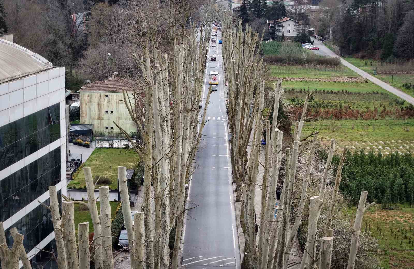 İstanbul’un tarihi çınarlarına budama, tartışma başlattı
İstanbul’un tarihi çınarlarına budama, tartışma başlattı