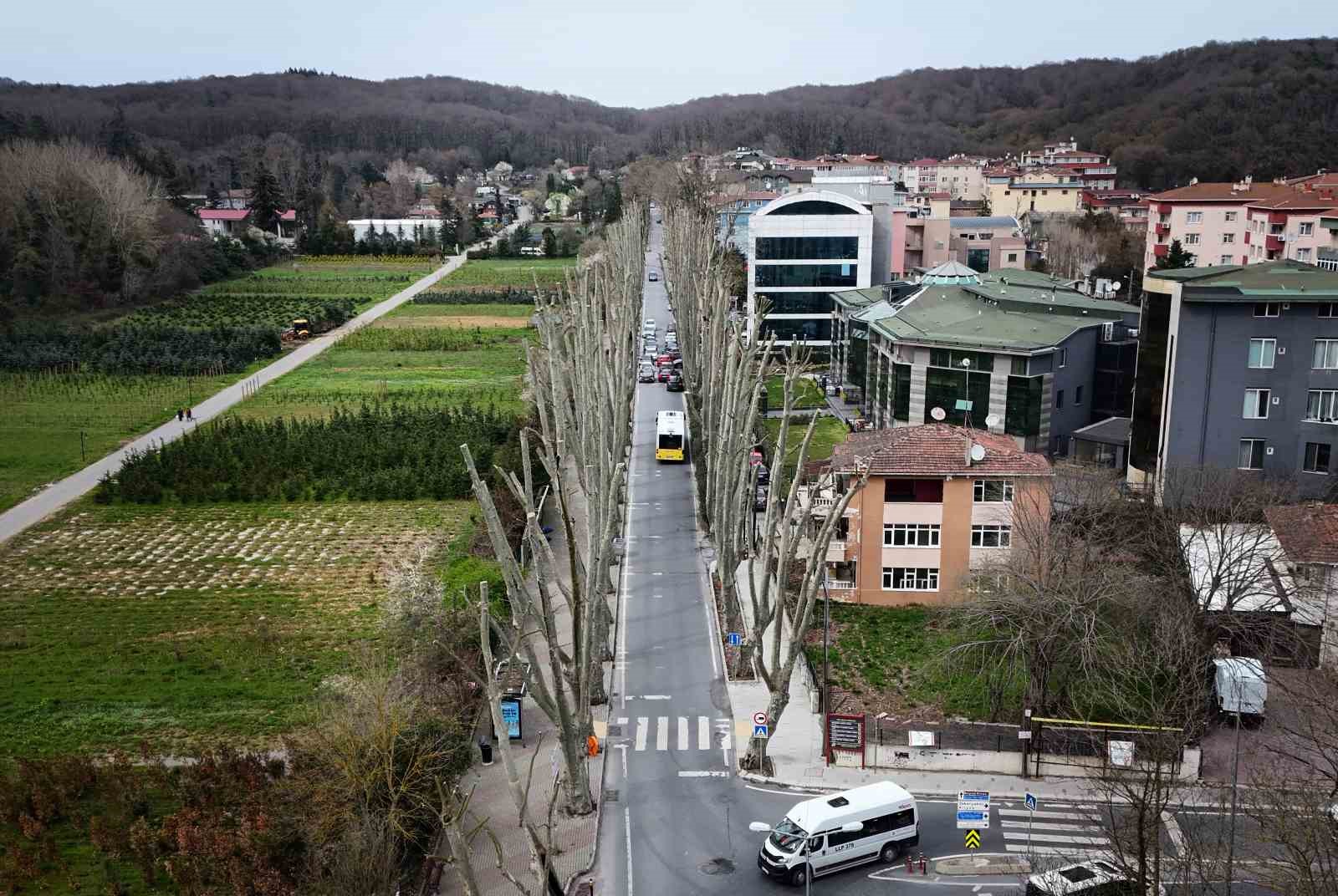 İstanbul’un tarihi çınarlarına budama, tartışma başlattı
İstanbul’un tarihi çınarlarına budama, tartışma başlattı