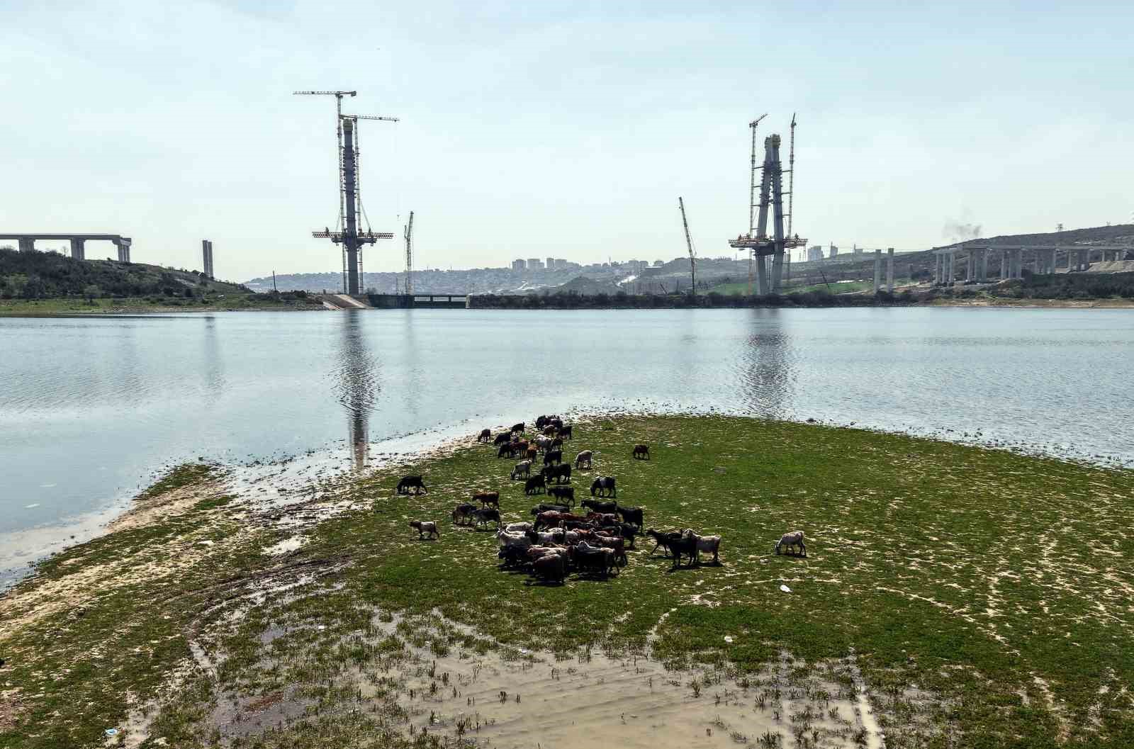 İstanbul’un yeni yüzü; köprü yükselirken keçiler merada
İstanbul’un yeni yüzü; köprü yükselirken keçiler merada