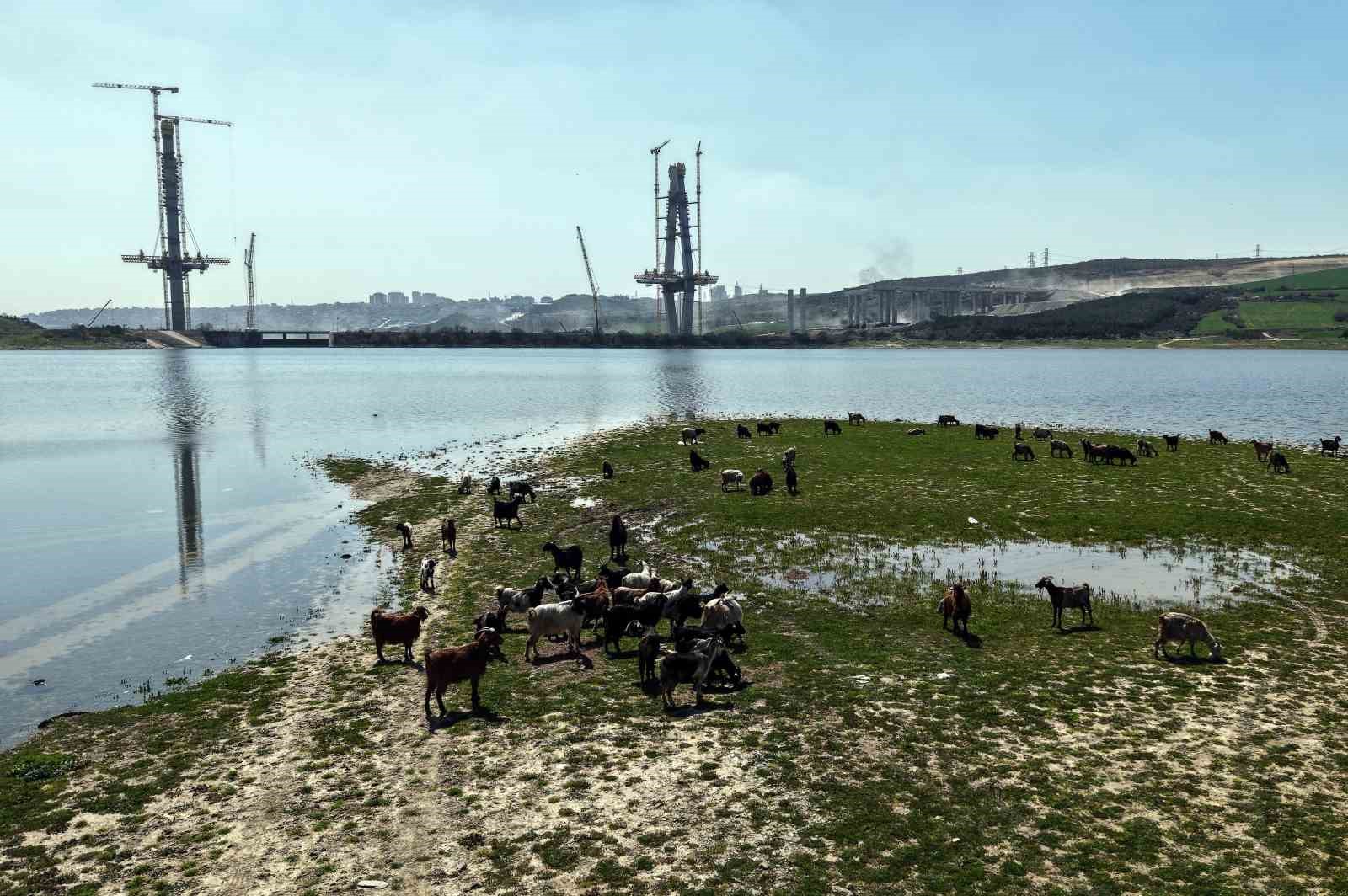 İstanbul’un yeni yüzü; köprü yükselirken keçiler merada
İstanbul’un yeni yüzü; köprü yükselirken keçiler merada