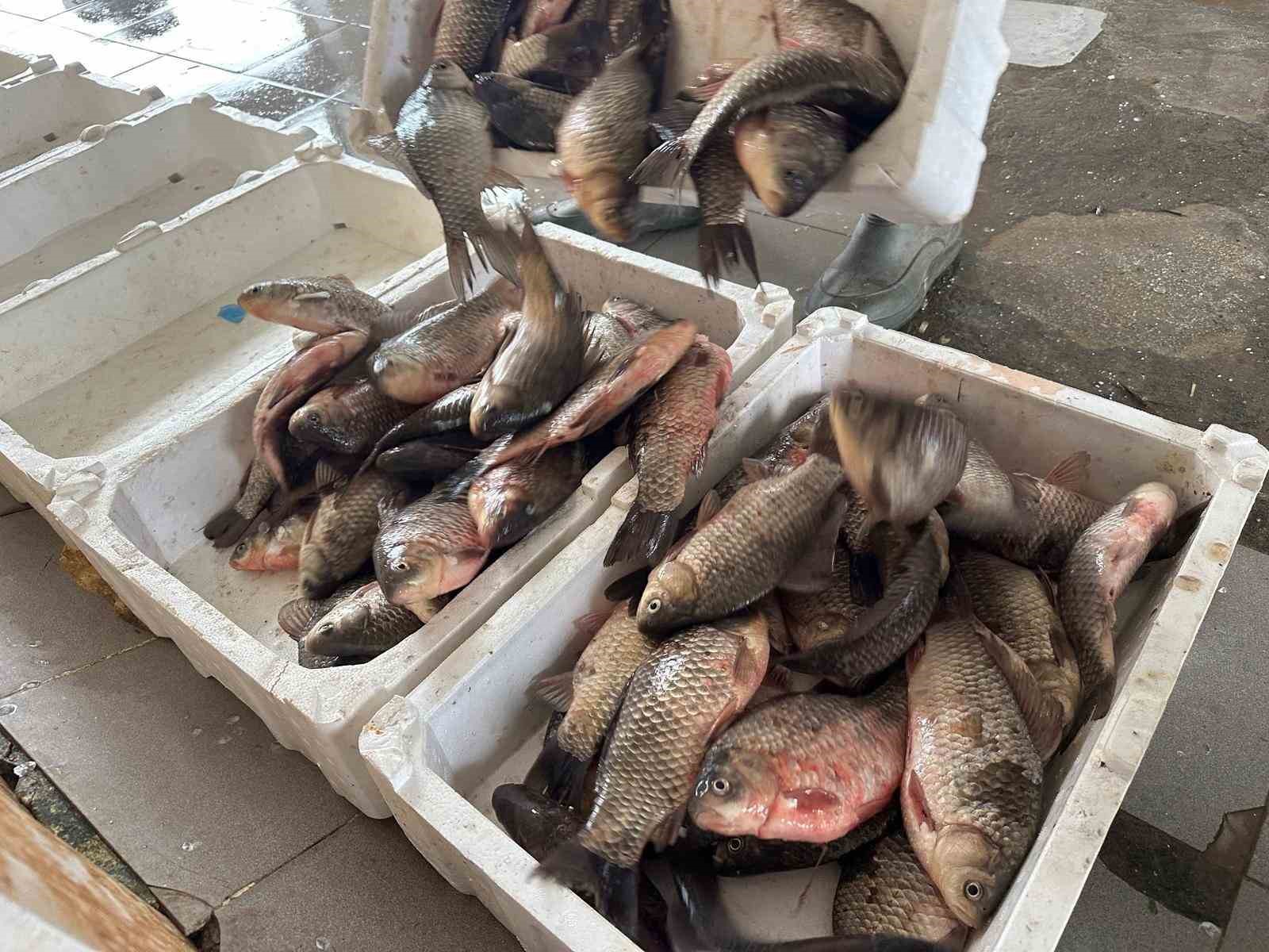 İstilacı İsrail sazanları balıkçılara gelir kaynağı oldu
