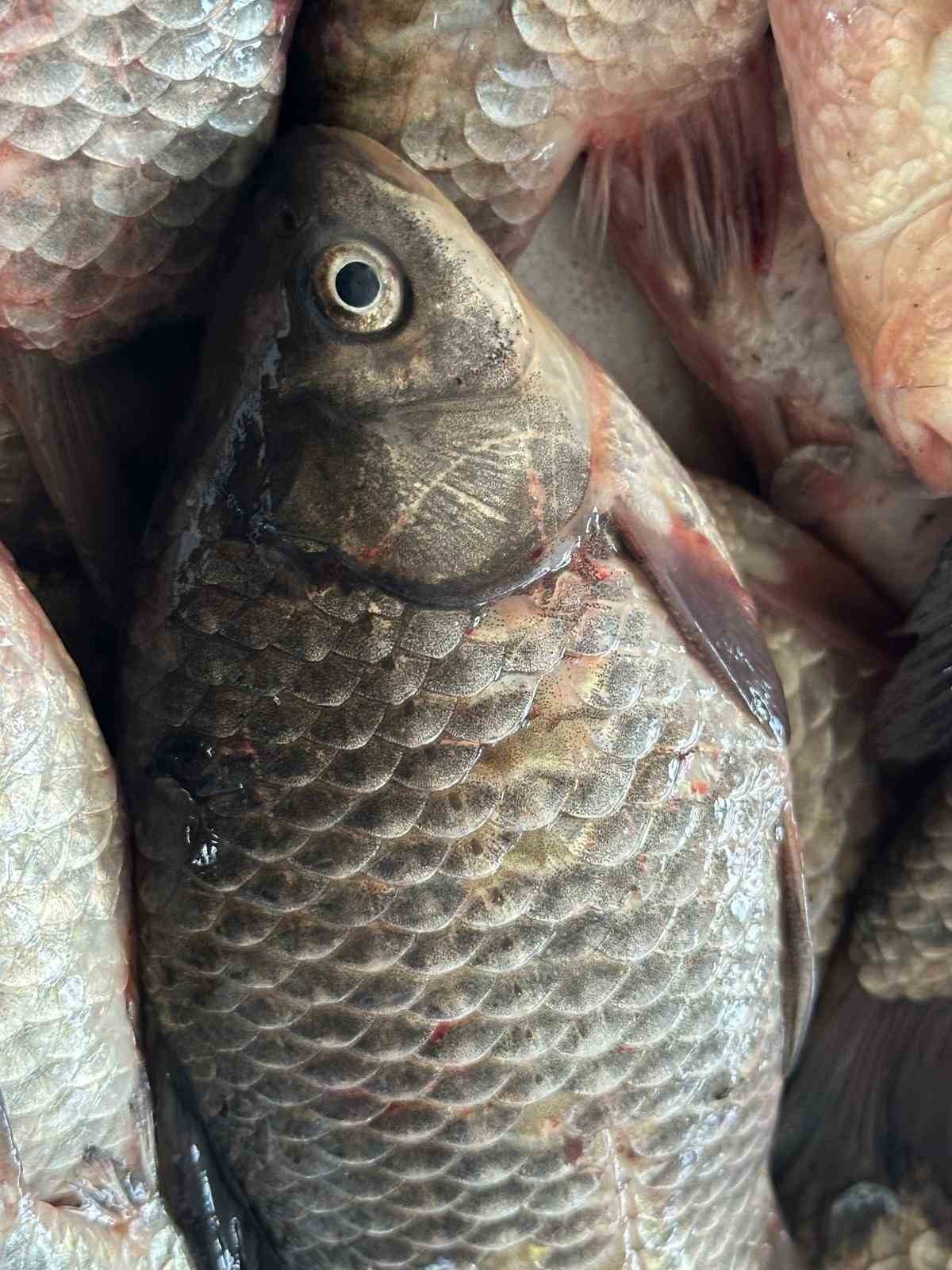 İstilacı İsrail sazanları balıkçılara gelir kaynağı oldu
