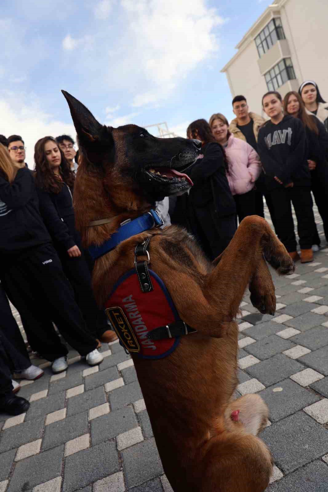 İtaat köpeği Nefes’ten öğrencilere nefes kesen gösteri
İtaat köpeği Nefes’ten öğrencilere nefes kesen gösteri