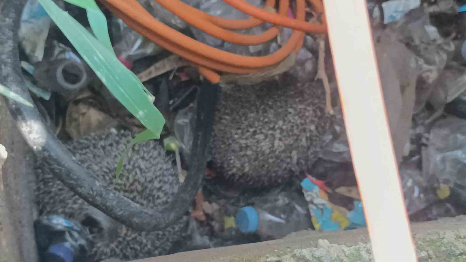 İtfaiyeden rögarda üç kirpi, bacada serçe mesaisi
