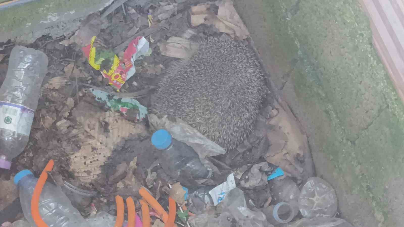 İtfaiyeden rögarda üç kirpi, bacada serçe mesaisi
