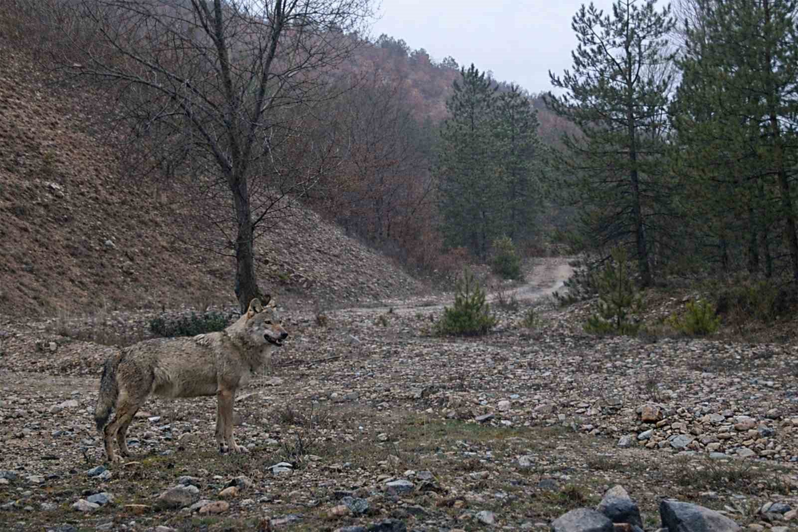 IUCN kırmızı listesinde yer alıyor: ’Ormanın hayaleti’ en net haliyle görüntülendi
