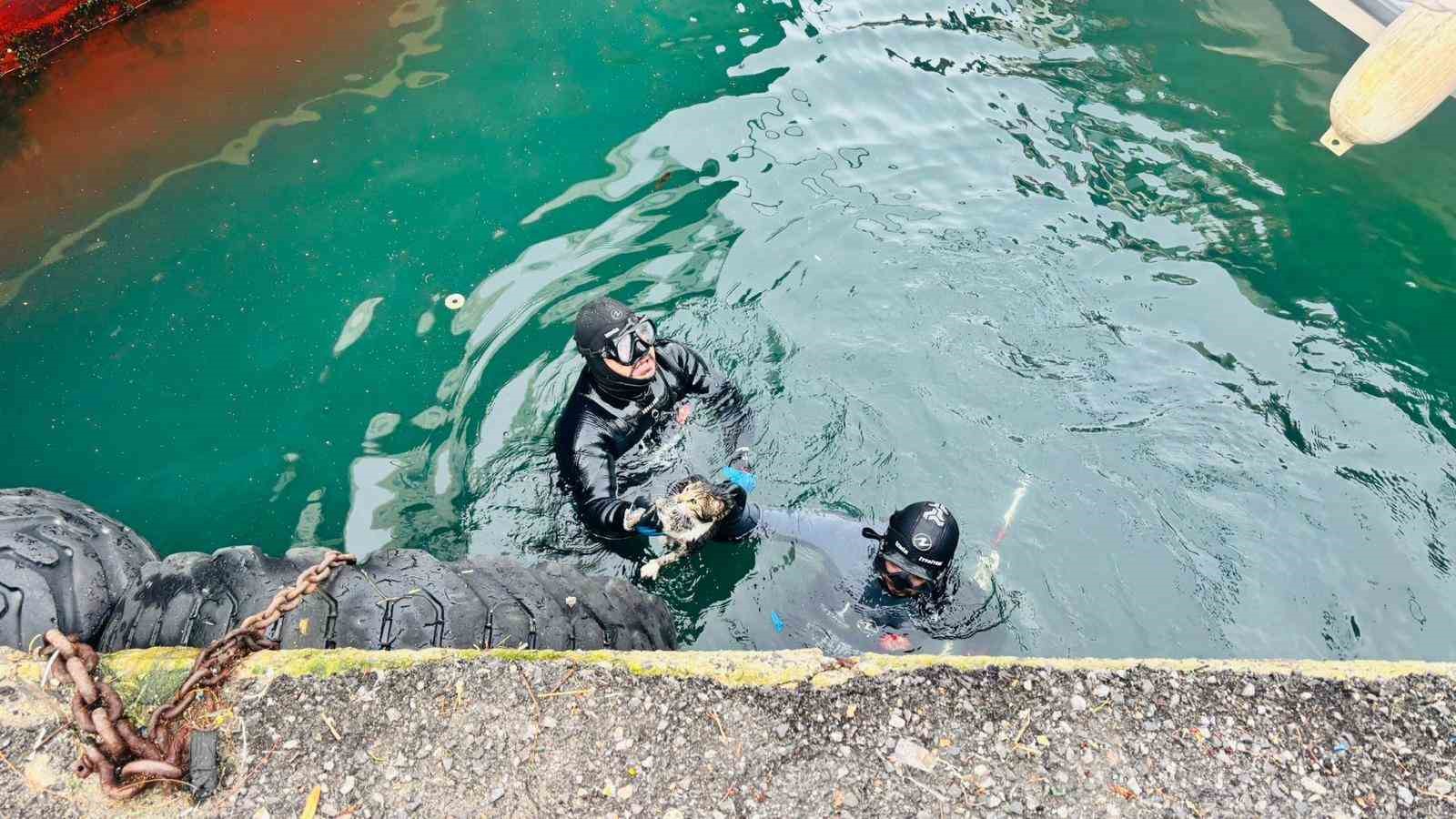 İzmir İtfaiyesi, iskele altında sıkışan kediyi kurtardı
