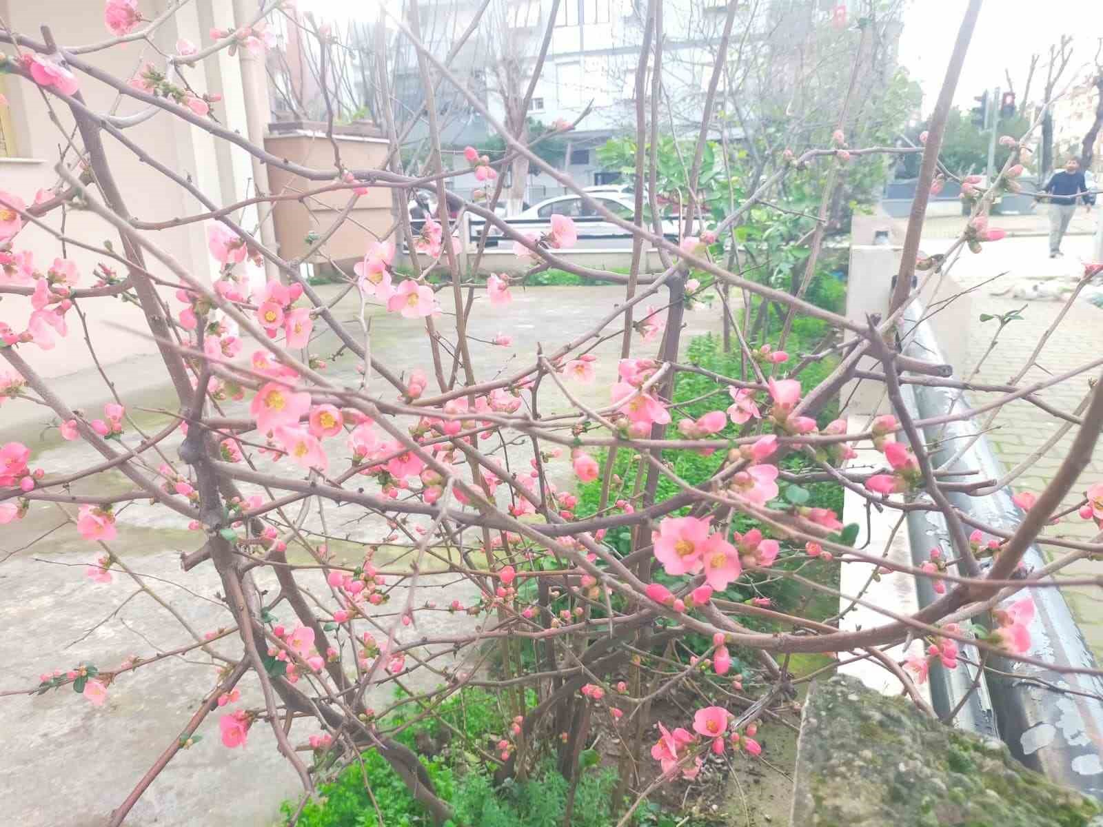 İzmir’de ayva çiçek açtı
