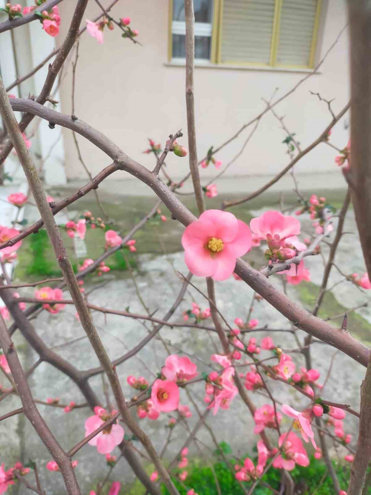 İzmir’de ayva çiçek açtı
