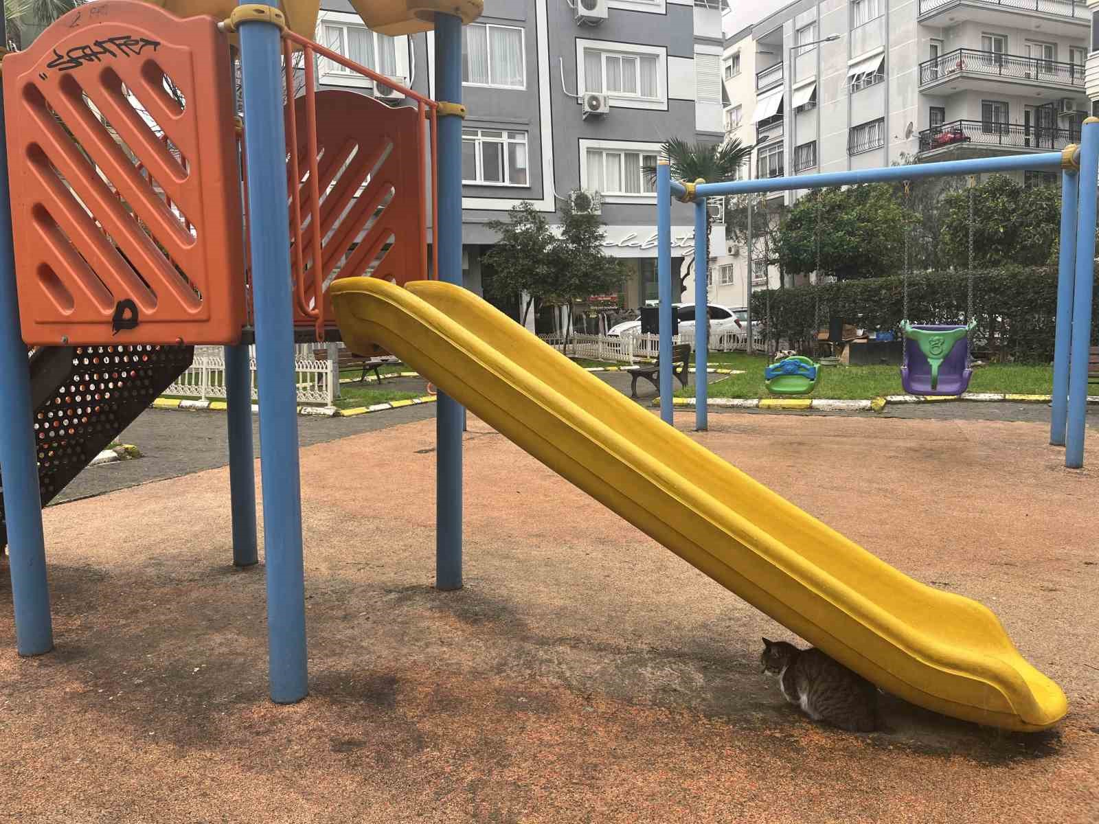 İzmir’de domuzlar sosyal hayatın parçası olmaya başladı
