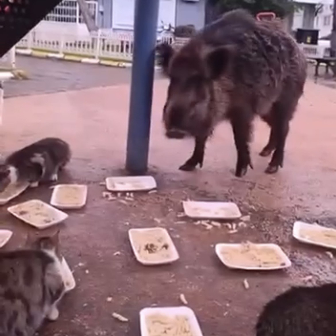 İzmir’de domuzlar sosyal hayatın parçası olmaya başladı
