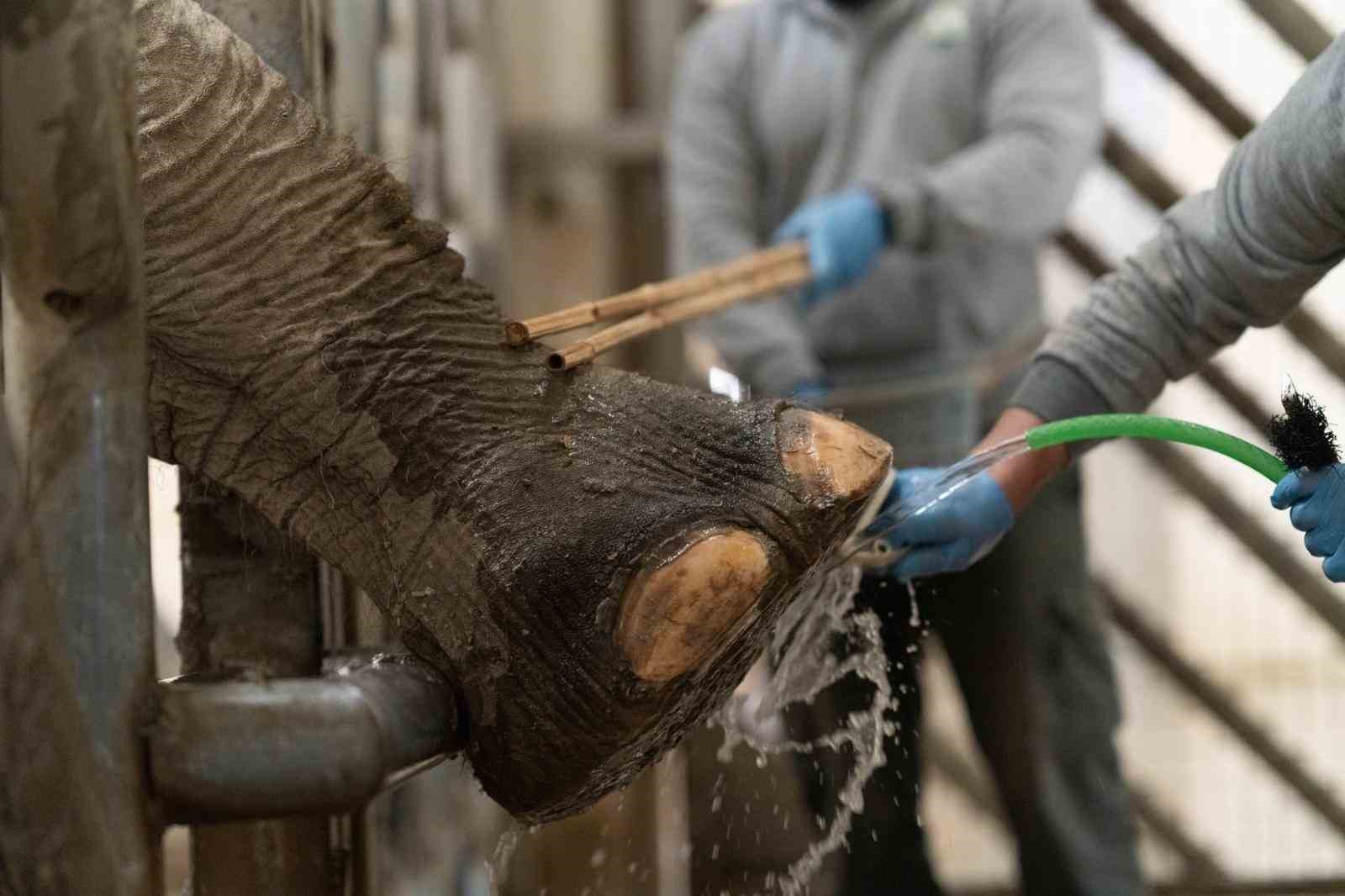 İzmir’de fillere hayat kurtaran ayak bakımı
