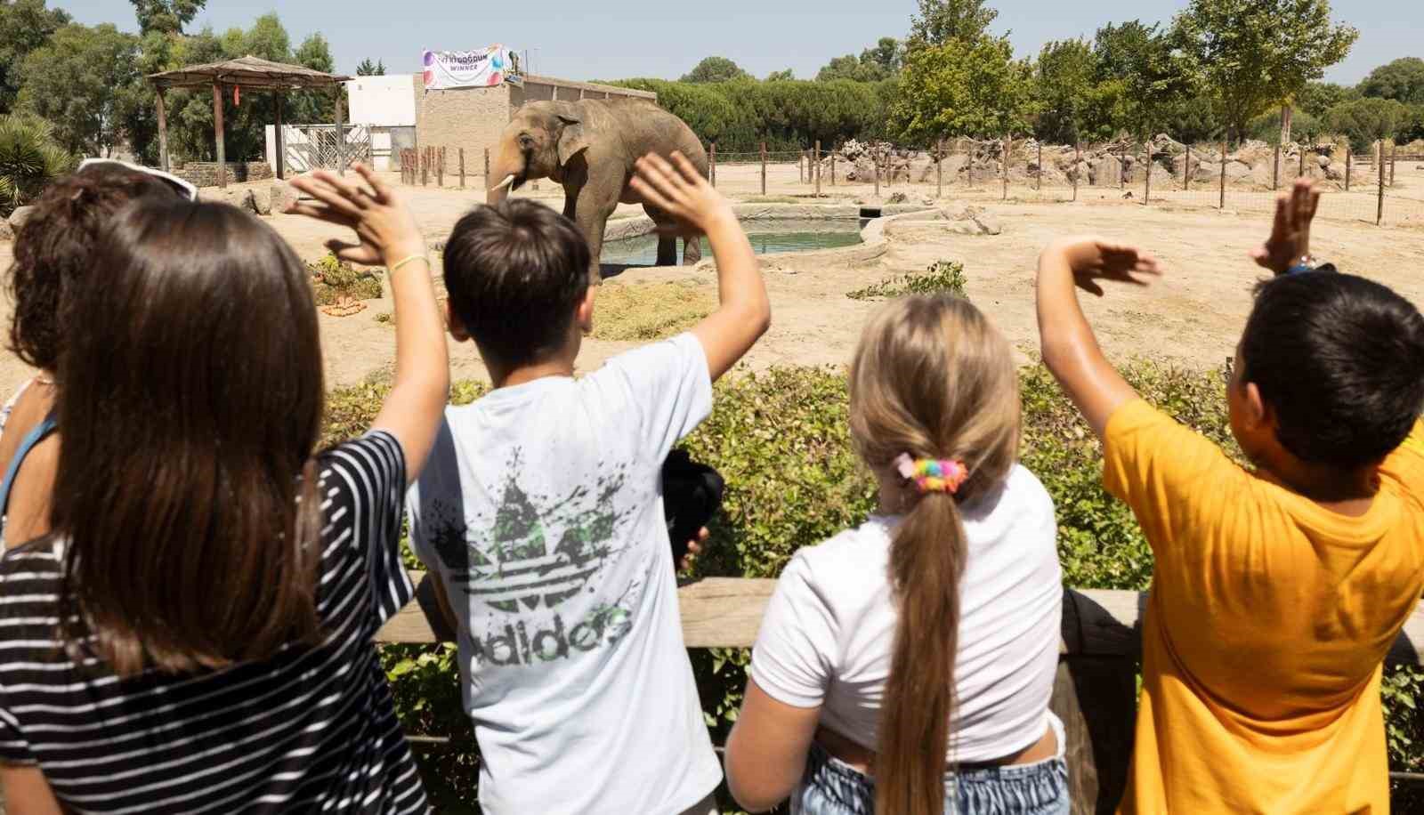 İzmir’de fillere hayat kurtaran ayak bakımı
