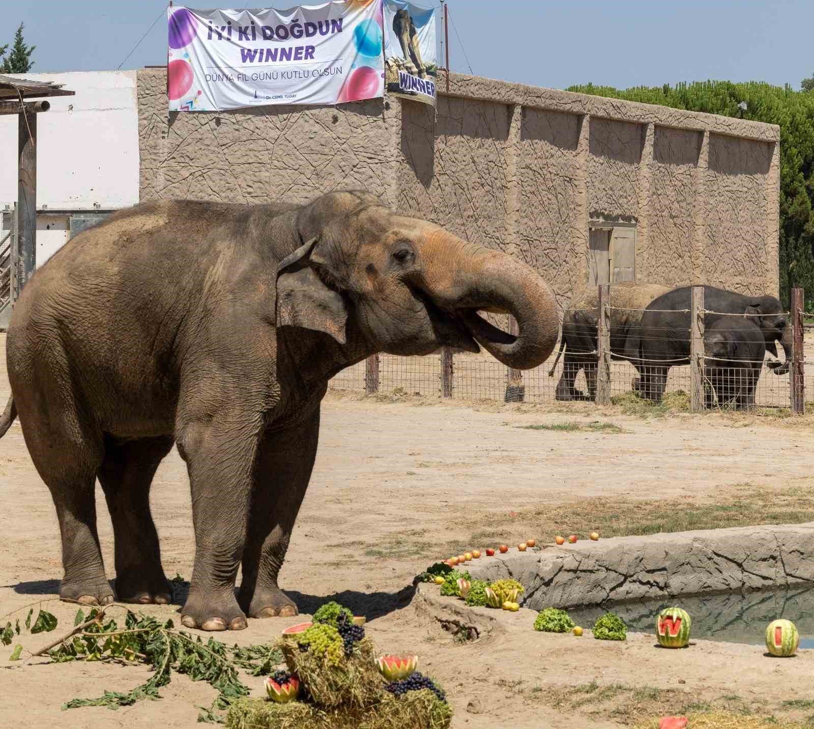İzmir’de fillere hayat kurtaran ayak bakımı
