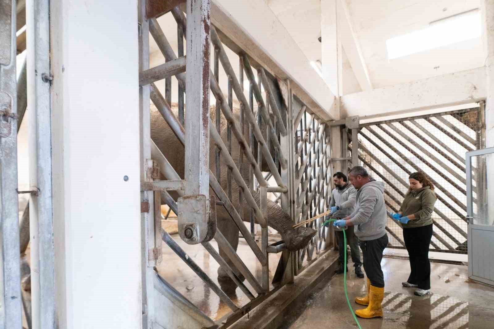 İzmir’de fillere hayat kurtaran ayak bakımı
