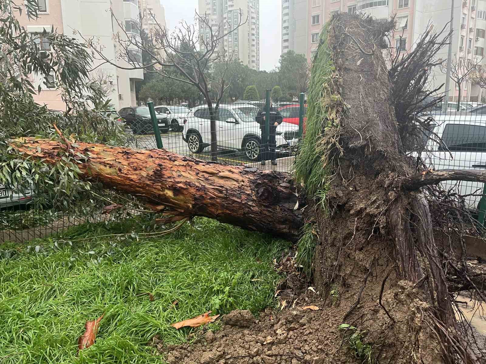 İzmir’de fırtına ağaçları devirdi: 5 araç hasar gördü
