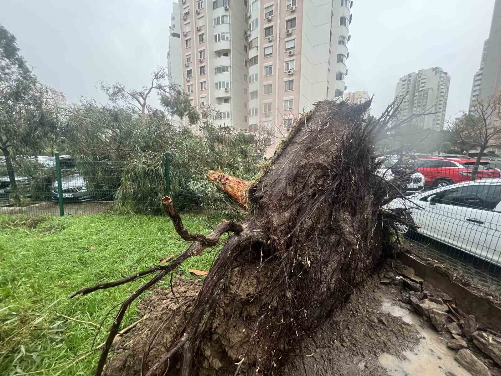 İzmir’de fırtına ağaçları devirdi: 5 araç hasar gördü
