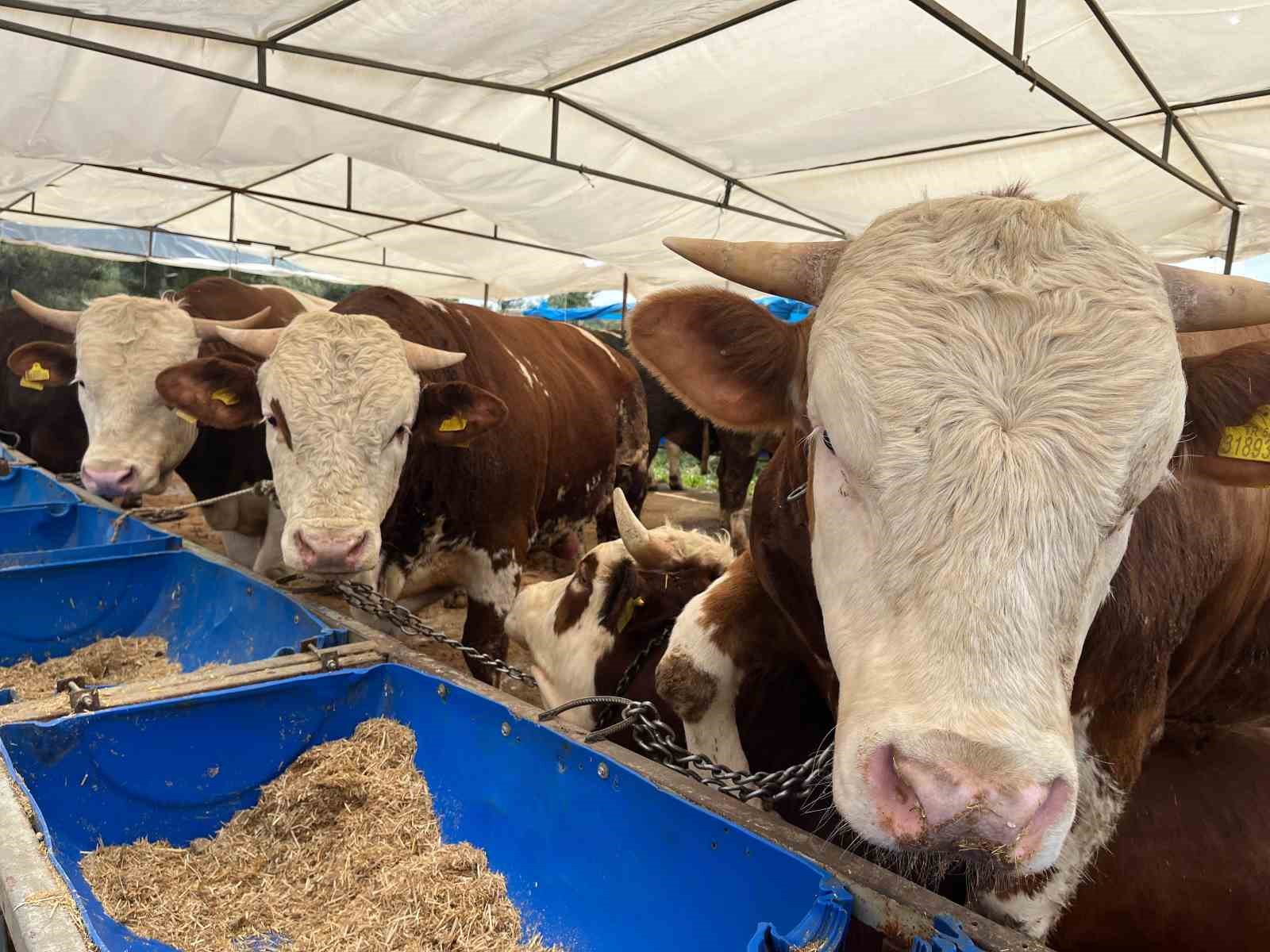 İzmir’de kurban pazarları kurulmaya başladı
