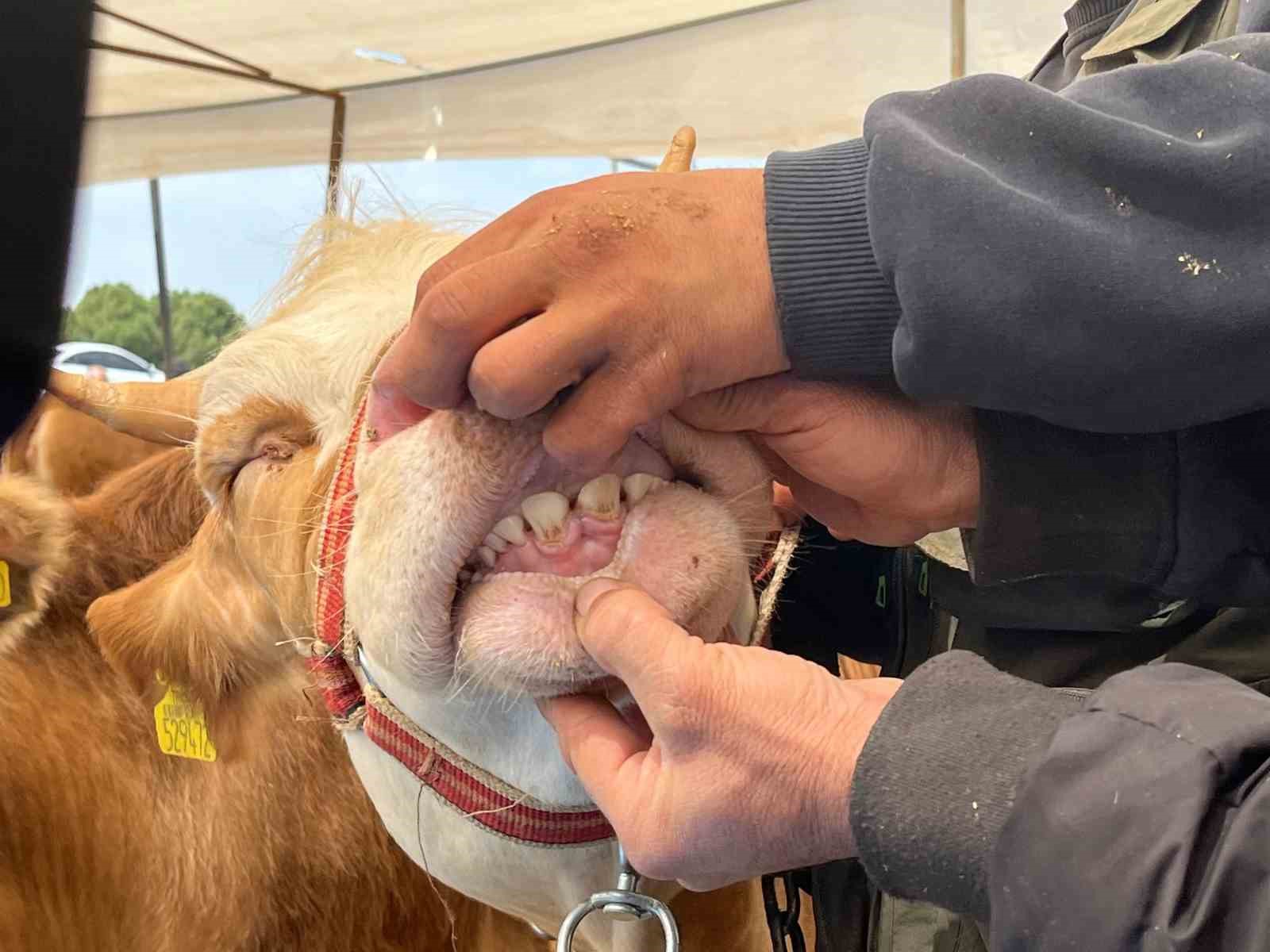 İzmir’de kurban pazarları kurulmaya başladı
