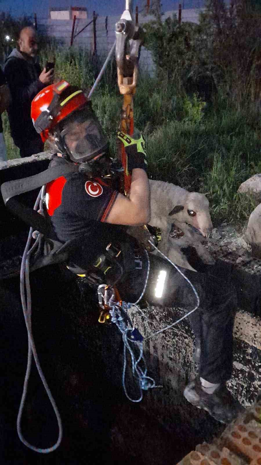 İzmir’de kuyuya düşen kuzuya itfaiyeden nefes kesen kurtarma
